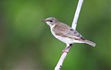 Brown-backed Honeyeaterborder=